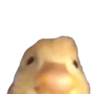 🐤