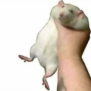 🐹