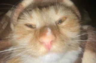 🗿