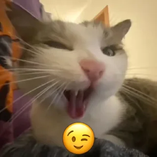Эмодзи Котики - @StickerChest