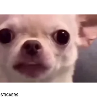 🤭