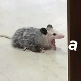 🐀