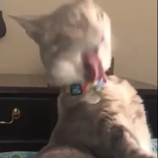🤪