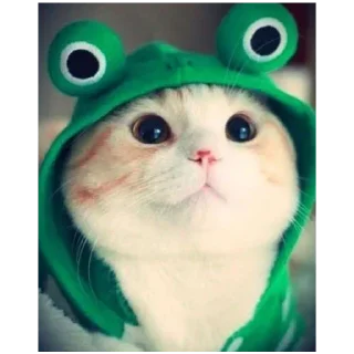 🐸