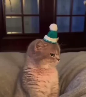 🐈‍⬛