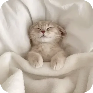 🐱