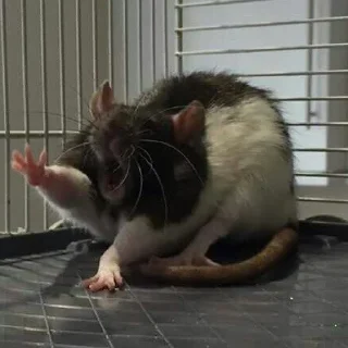 🥱