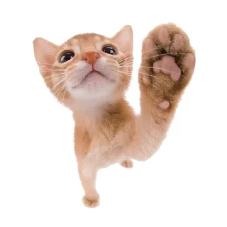 🐱