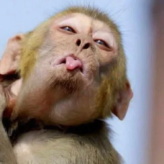 🐒