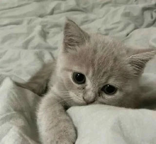 🎀