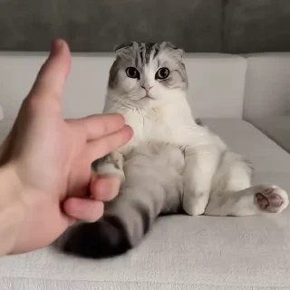 🐈‍⬛️