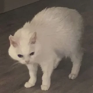 😡