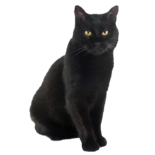 🐈