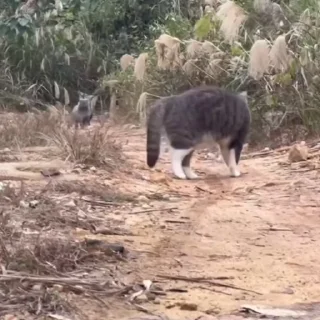 🐈