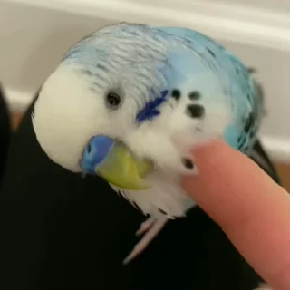 parrot🦜💕 :: @fStikBot