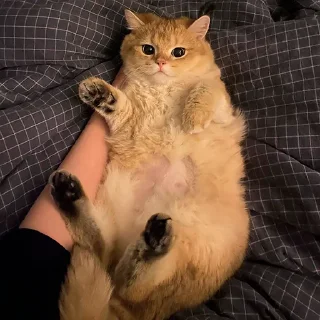 🐱