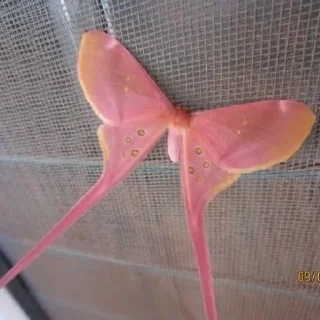 🦋