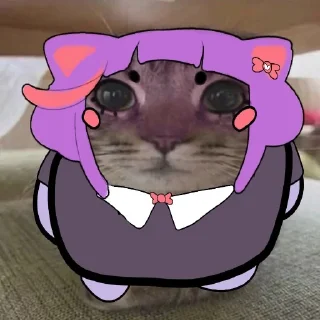 😽