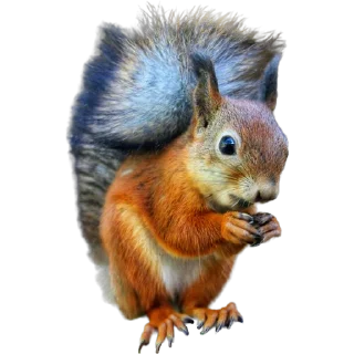 🐿️