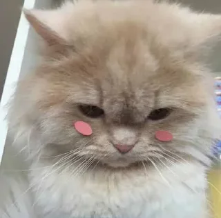 Kitty @stickersb2b