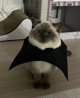 🦇