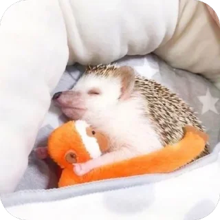 😴