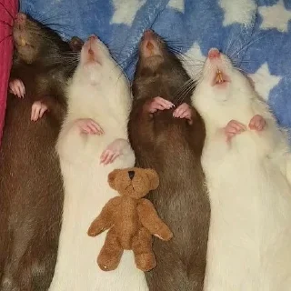 💤