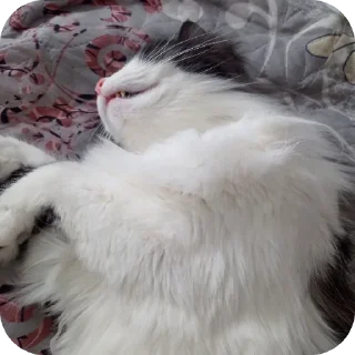 🐱