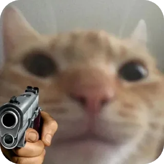 🐱