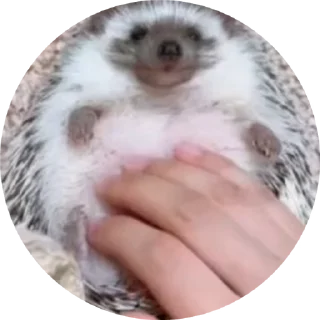 🦔