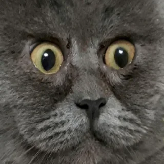 🤣