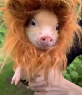 🐷