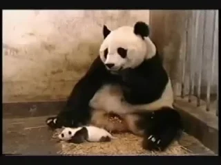 🐼
