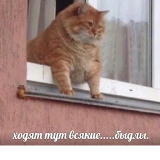 😺