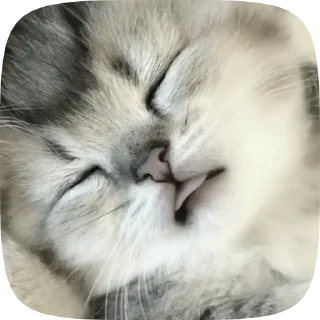 💤