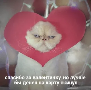 😾