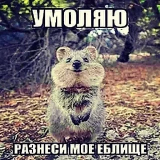 🐿️
