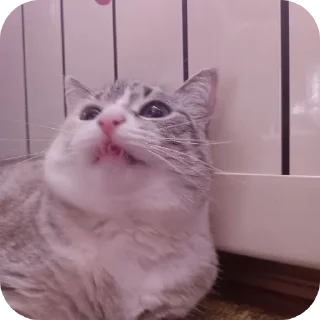 🐱