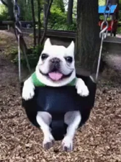🐶