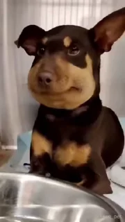 🐶