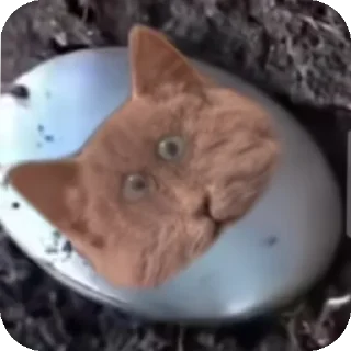 👍