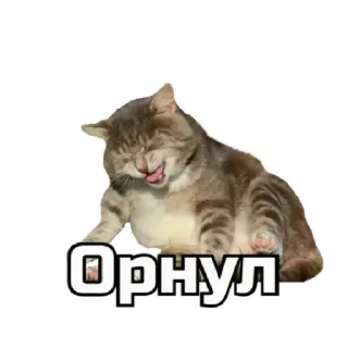😹