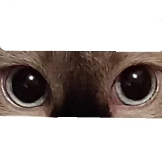 👀