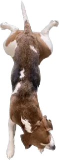 🐶