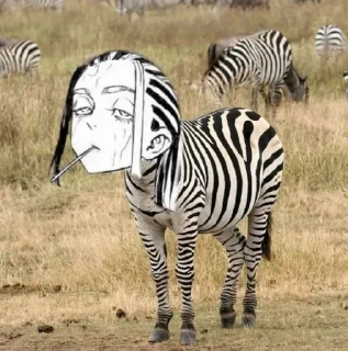 🦓
