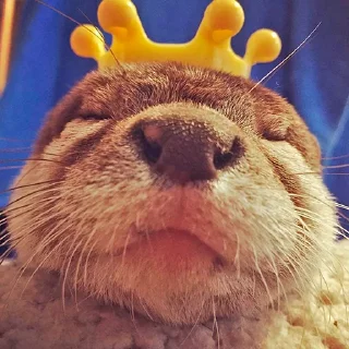👑