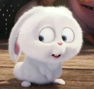🐰