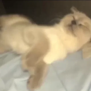 🐱