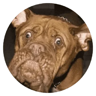 🐶