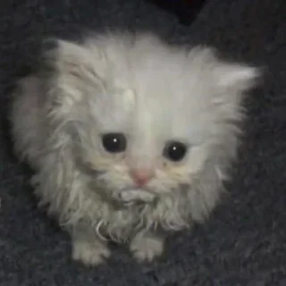 🥺